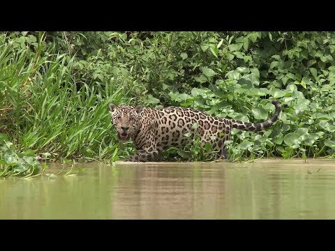 Habitats: What is a habitat? [FREE RESOURCE]