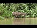 Habitats: What is a habitat? [FREE RESOURCE]