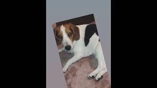 Beagle Puppies Videos