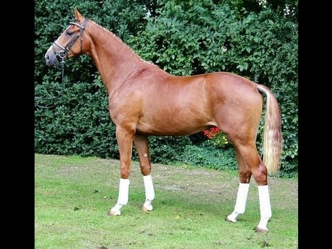 www.sporthorses-online.com 2011 Hanoverian stallion by Dancier SOLD
