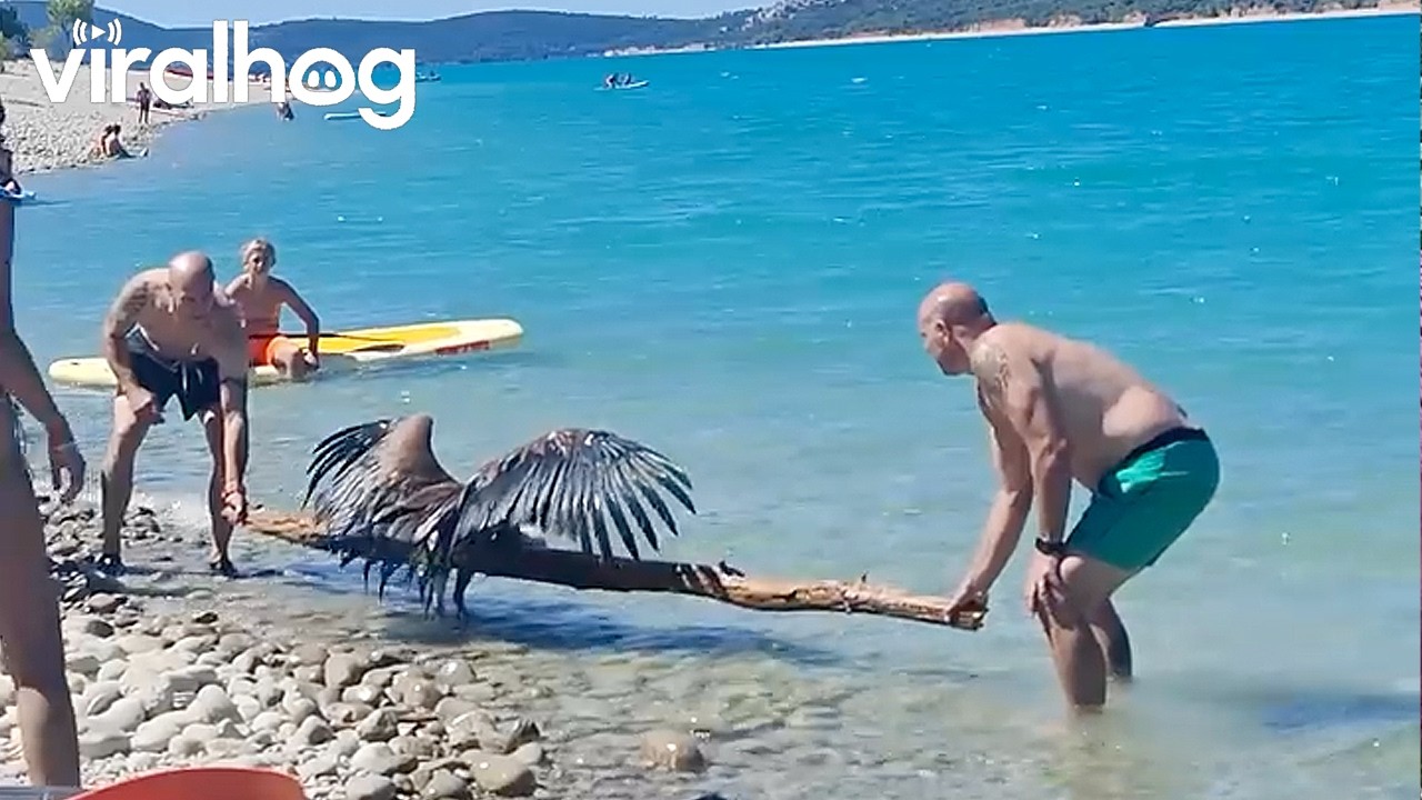 Beachgoers Rescue a Drowning Vulture in France || ViralHog