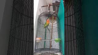 Download lagu lovebird ngekek panjang mp3