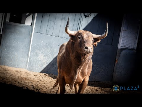 SORTEO | Toros de Araúz de Robles