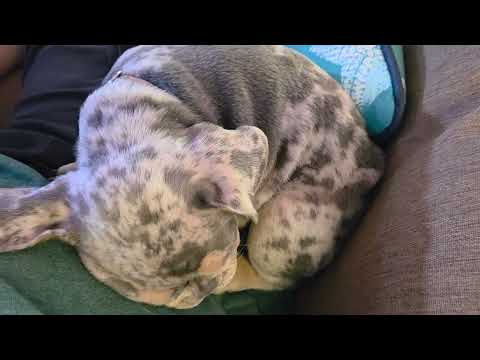 Sleeping Puppy Capone (7/19/2025 3:37 pm)