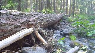 Sierra River I Tenkara Fished (Very Technical!)