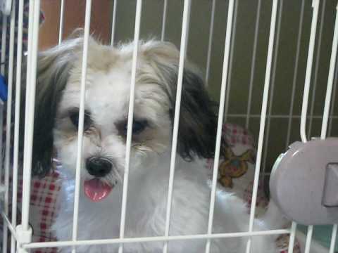 ミラクル「まお」です