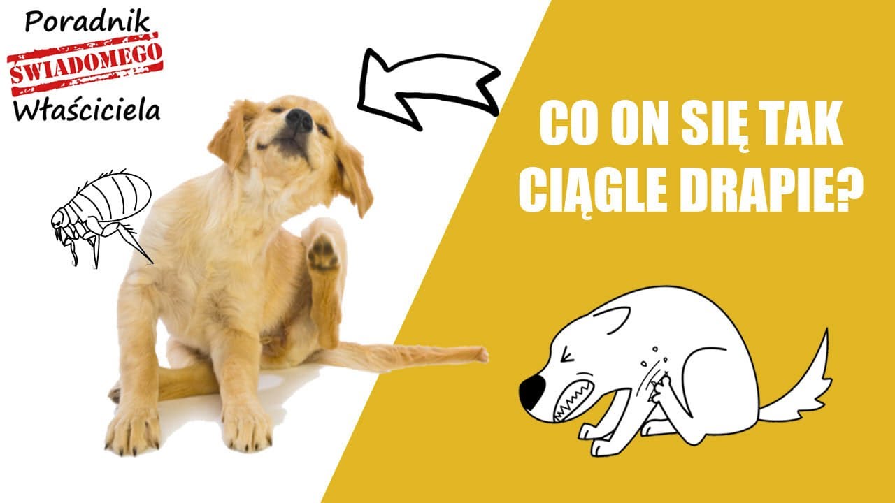 Co on się tak drapie