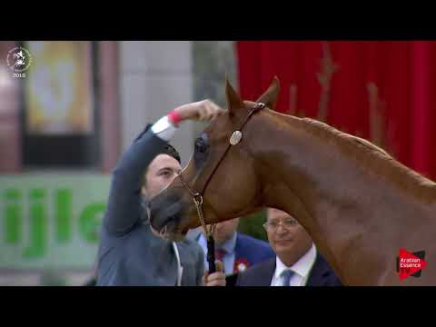 N.126 GRAND ILLUZION - Lier 2018 - Senior Geldings Championship (Class 16)
