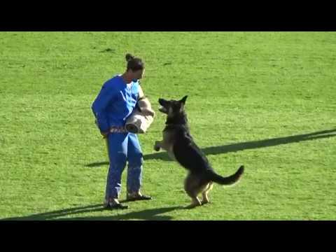 2019 WUSV WM in Modena 21 FIN‐1 ANU LAAKSOLEHTO BACTEROIDES JABO C92