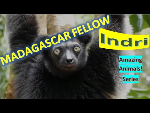 Indri facts 🦥 babakoto 🐒 one of the largest living lemurs 🐵 native to Madagascar 🇲🇬
