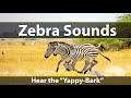 Zebra Sounds And Noises The Yappy Bark