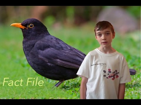 image-What kind of fruit do blackbirds eat?