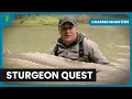 Encounters With Giant Sturgeon Chasing Monsters S02 EP01 Nature Adventure Documentary