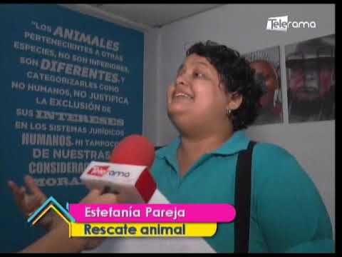 Requisitos para la adopción de mascotas