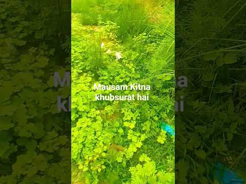 #paudhe kitne badhiya hai#mini belong#short video#dhanraj