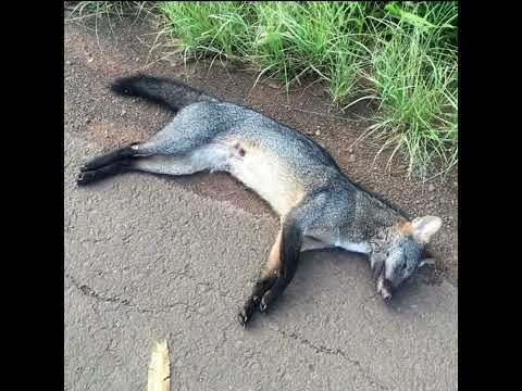 Sneaky Bandz x StopDat - Last Message