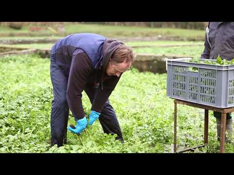 Watercress Farm by Emma Boyns
