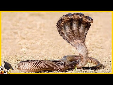 10 Zwierząt które rodzą się raz na tysiąc lat