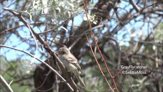 preview picture of video 'Gray Flycatcher dipping it's tail'