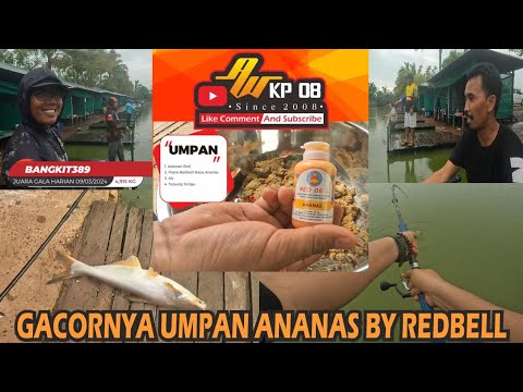 GACORNYA UMPAN ANANAS BY REDBELL UNTUK MEMANCING PATING DI KOLAM PEMANCINGAN AL-FATHIN CINDAI ALUS