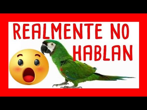 Porque los LOROS HABLAN (WIKIPEDIA) 😮😱🦜🦜🦜