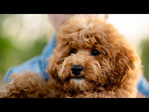 Miniature Poodle Dog Breed: Pros & Cons