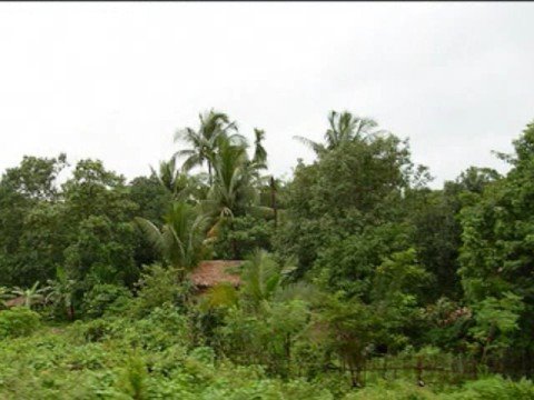 "BONG DAEU KHNONG PREY" by Sinn Sisamouth-1968