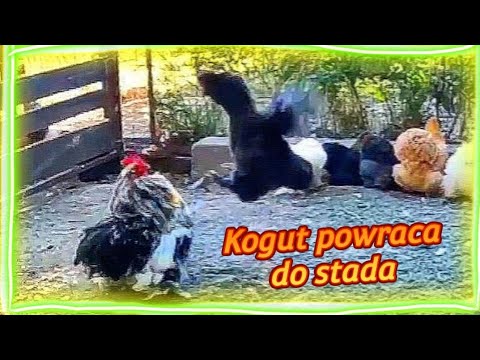 , title : 'Kogut wraca do stada | Nowa kura w stadzie 🐓🐔 Kury witają koguta.'