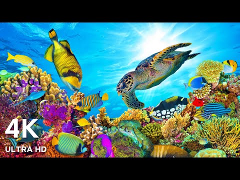 The Best 4K Ocean for Relaxation 🐠 Sea Animals With Calming Music - Rare & Colorful Sea Life Video