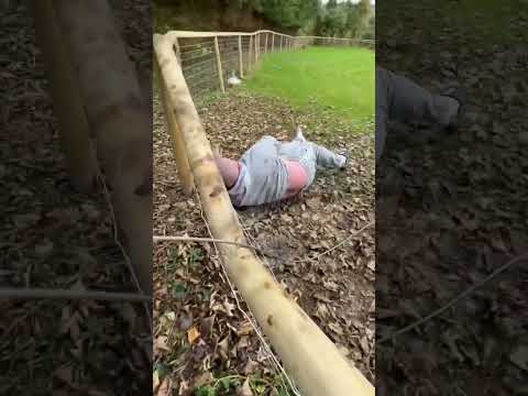 Dad falls out a tree #funny #subscribe #family #teamsmithy