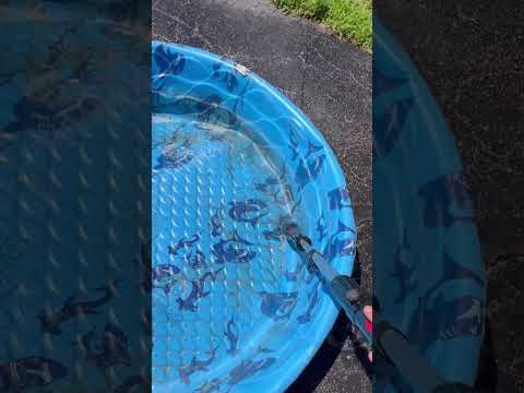 Dawn Power Spray x Kiddy Pool | #vlog #momlife #cleanwithme #sahm #cleaningmotivation