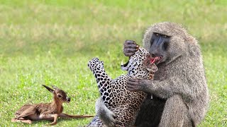 OMG!!! Hero Monkey Fights Hard with Leopards to Rescue Baby Impala