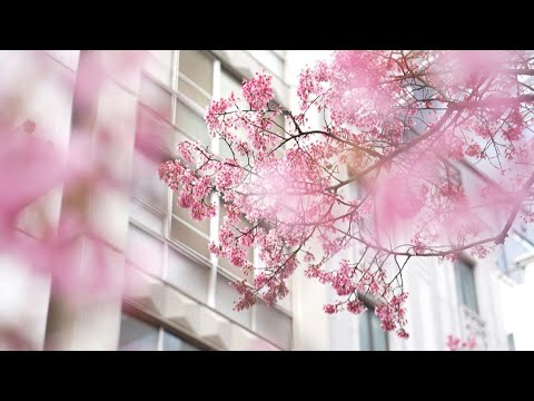 Video Thumbnail: Japan's cherry blossoms bloom in Tokyo | AFP