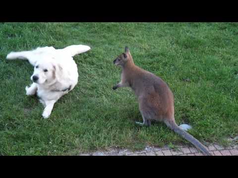 Wallaby and dog: best friends forever