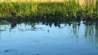 preview picture of video 'Bass Fishing at lake istokpoga 10/9/2010'
