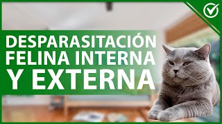 🐱 Desparasitación Interna y Externa en Gatos ¿Cómo Saber si mi Gato es Alérgico 🦠🐱