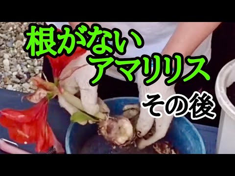 園芸 破花したアマリリスの球根は捨てないでください