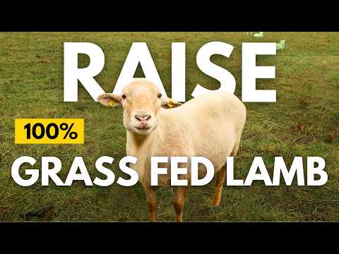 Best Tips for Raising 100% Grass Fed Sheep No Medications