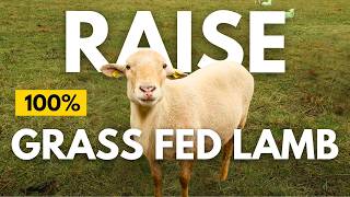 Best Tips for Raising 100% Grass Fed Sheep No Medications