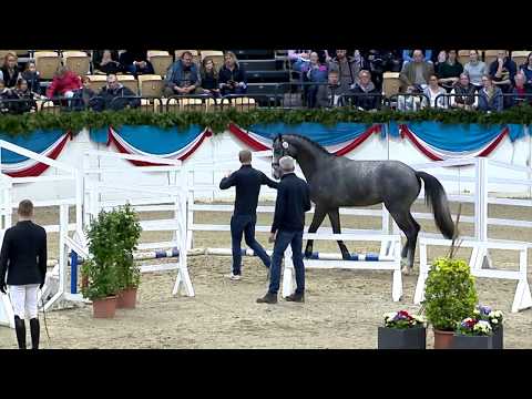 Die Verbandshengste 2020 - Cahil v. Cornet Obolensky-Contender