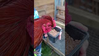 Apprivoiser un coq #campagne #animaux #poulet #nature