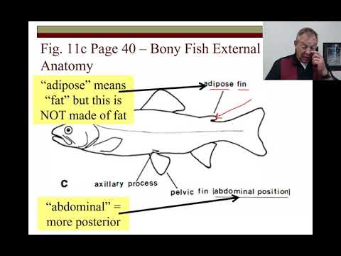 Ich Lecture 03 - External Anatomy