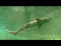 20211207エビスザメ2尾が泳ぐ水槽：標津サーモン科学館　Broadnose sevengill shark at Shibetsu salmon museum, Hokkaido, Japan