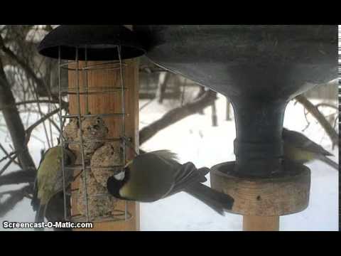 Winter bird cam - Estonia