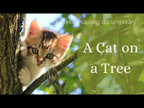 Why Do Cats Climb Trees? | Why do cats like trees | Do cats really need to be rescued from trees?