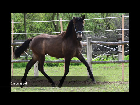 ANDALUSIAN HORSE FOR SALE - 2016 PRE BUCKSKIN COLT - SON OF THE LEGENDARY PERLINO STALLION DIVO PM