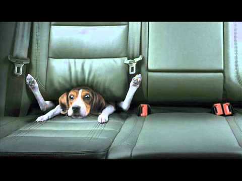 Who's Gonna Rock My Baby - Rod Bernard