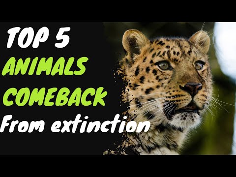 Top 5 Animals Resurging from extinction