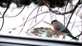 preview picture of video 'Итак, о птичках. Снегири - Bullfinches (Pyrrhula) - Nikon D5100 Full HD'