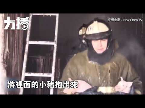 消防員勇救150隻豬